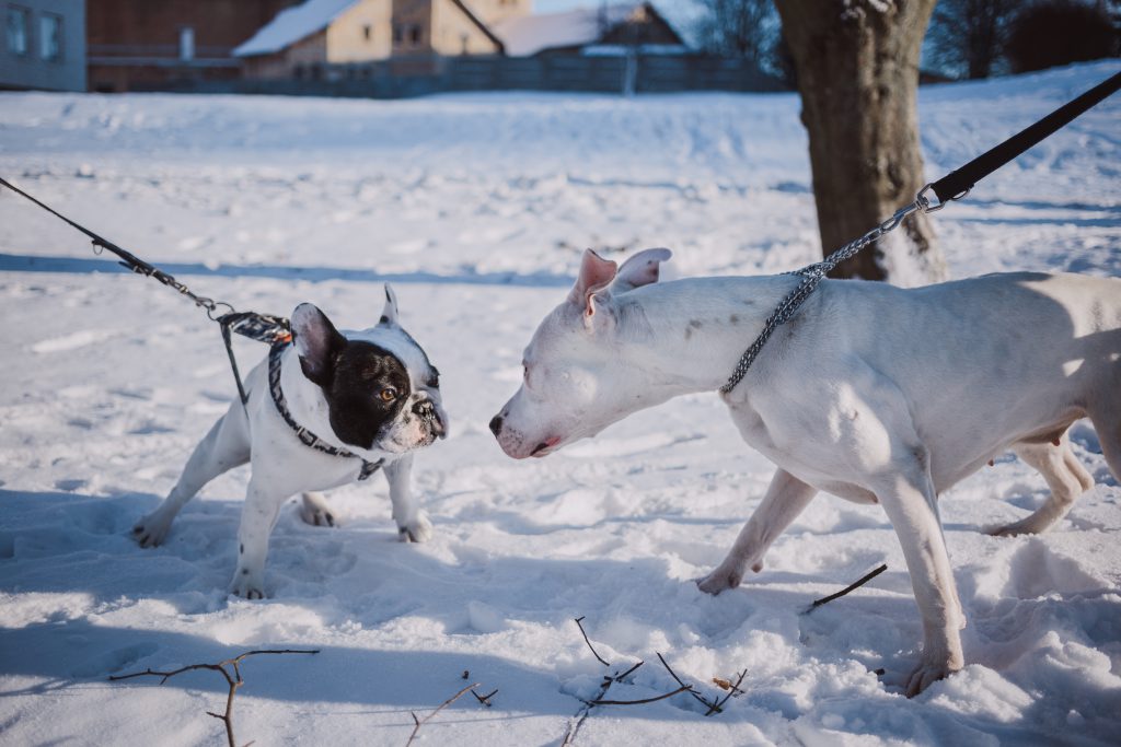 Two dogs meeting on a walk - free stock photo