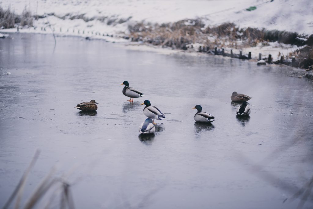 Wild ducks at a frozen pond - free stock photo