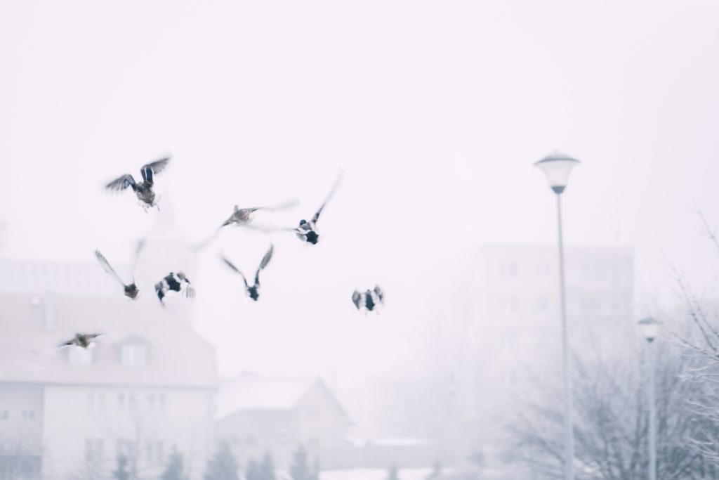 Wild ducks flying - free stock photo