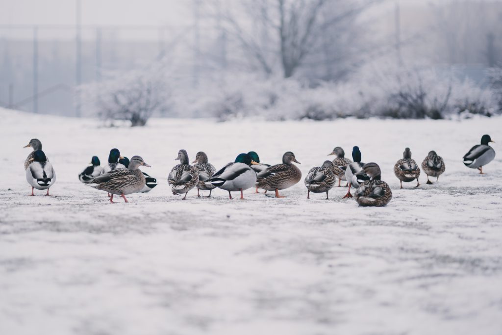 Wild ducks in winter - free stock photo