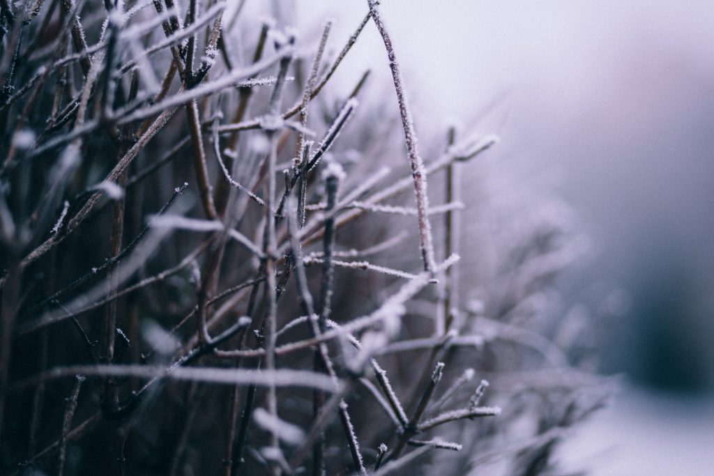 Winter frost 4 - free stock photo