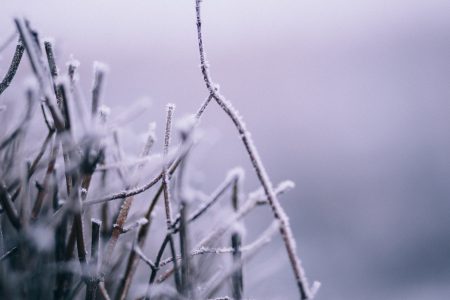 Winter frost 5 - free stock photo