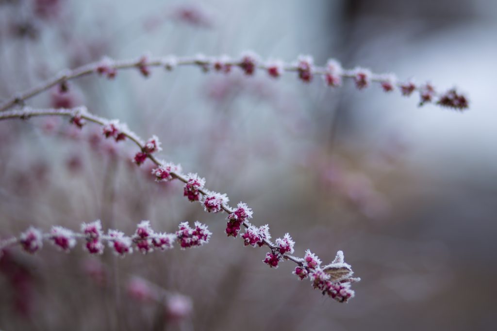 winter_frost_6-1024x683.jpg