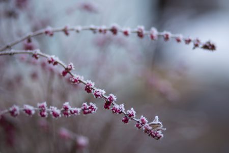 Winter frost 6 - free stock photo