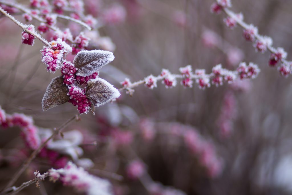 Winter frost 7 - free stock photo