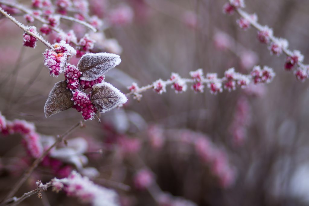 winter_frost_7-1024x683.jpg