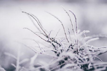 Winter frost 8 - free stock photo