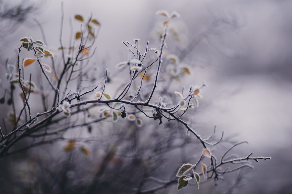 Winter frost 9 - free stock photo