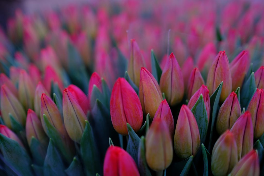 Red tulips - free stock photo