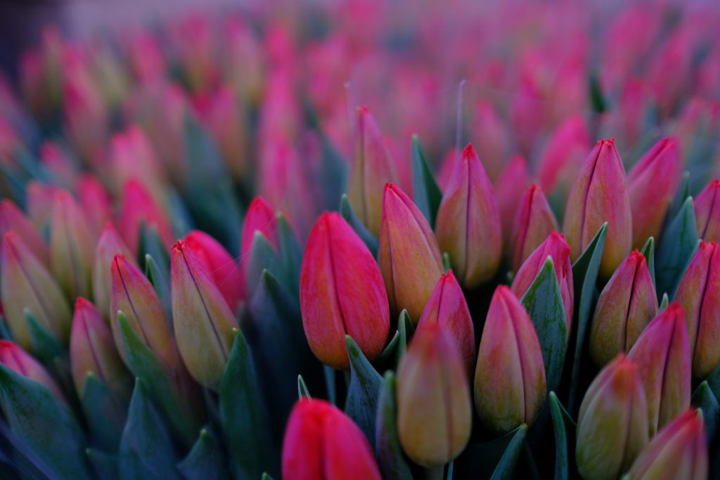 red_tulips-1024x683.jpg