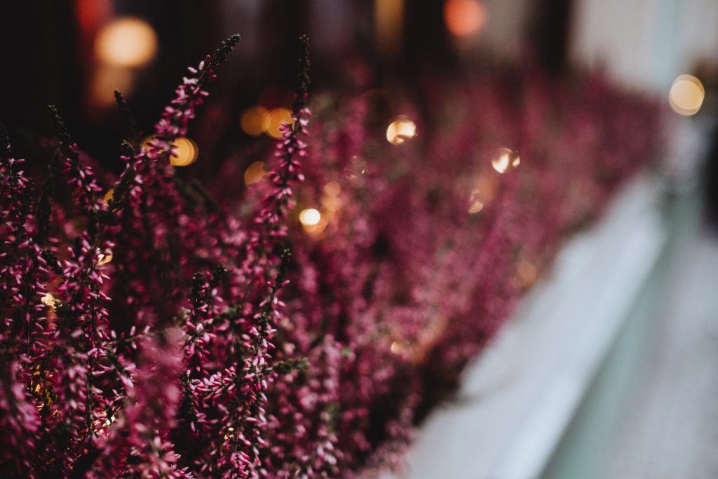 Heather on an outside window sill - free stock photo