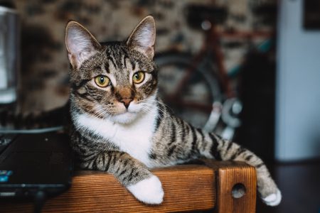 Cat sitting on a desk - free stock photo