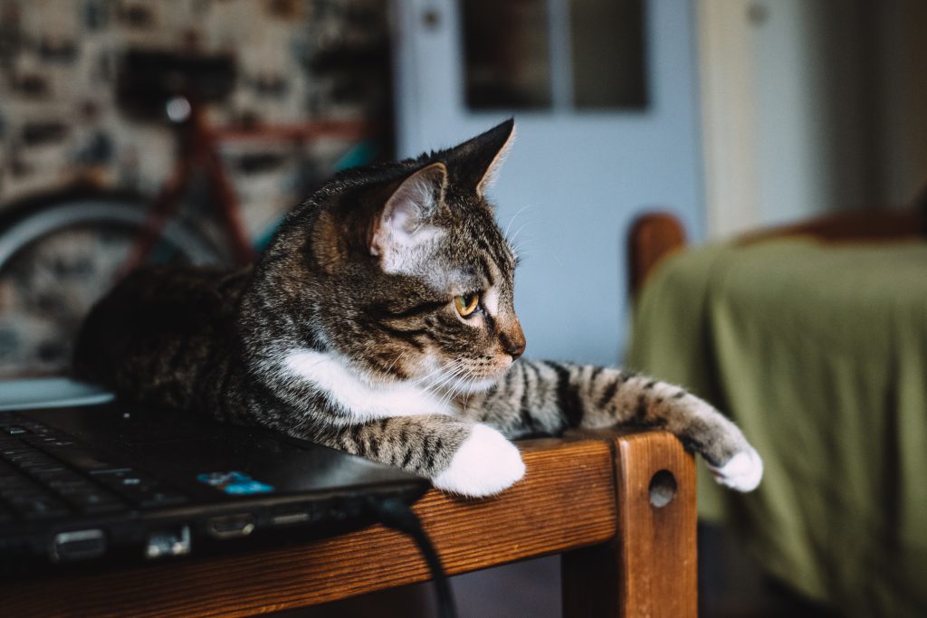 cat sitting on a desk 2 1024x683 - {{Wondering|Questioning} {How To|Easy Methods To|Find Out How To|How One Can|How You Can|Learn How To|Methods To|The Best Way To|The Right Way To|The Way To|Tips On How To} Make Your Frequency Jammer Rock? {Read|Learn} This!|{Who Is|Who's} Your Frequency Jammer {Customer|Buyer}?|{Where|The Place} {To Start|To Begin|To Start Out} With Frequency Jammer?|{Where|The Place} Will Frequency Jammer Be 6 Months From Now?|{Where|The Place} Is {The Best|One Of The Best|The Most Effective|The Perfect|The Very Best} Frequency Jammer?|{Where|The Place} Can {You Find|You Discover} Free Frequency Jammer {Resources|Assets|Sources}|{When You|If You|Once You|Whenever You|While You} Ask {People|Folks|Individuals} About Frequency Jammer {This Is|That Is} What They {Answer|Reply}|{What Is|What's} Frequency Jammer {And How|And The Way} Does It Work?|{Want|Need} {More|Extra} Out Of Your Life? Frequency Jammer, Frequency Jammer, Frequency Jammer!|{Want|Need} {More Money|Extra Money|More Cash}? {Start|Begin} Frequency Jammer|{Want To|Need To|Wish To} Step Up Your Frequency Jammer? {You Need To|It Is Advisable|It Is Advisable To|It's Essential|It's Essential To|It's Good To|It's Worthwhile To|That You Must|You Could|You Have To|You Might Want To|You Must|You Should|You Want To|You'll Want To} {Read|Learn} This First|{Want A|Desire A|Need A} Thriving {Business|Enterprise}? {Focus On|Concentrate On|Deal With|Give Attention To} Frequency Jammer!|{Thinking About|Desirous About|Eager About|Enthusiastic About|Excited About|Fascinated About|Fascinated By|Fascinated With|Interested By|Occupied With|Serious About} Frequency Jammer? 10 {Reasons Why|Explanation Why|The Explanation Why|The Reason Why} {It's Time To|It Is Time To} {Stop|Cease}!|{Should|Ought To} Fixing Frequency Jammer Take 60 Steps?|{Remarkable|Exceptional|Outstanding} {Website|Web Site|Webpage} - Frequency Jammer Will {Help You|Aid You|Allow You To|Assist You|Assist You To|Enable You|Enable You To|Make It Easier To|Provide Help To|Show You How To} Get There|{Read|Learn} This {To Change|To Alter|To Vary} {How You|The Way You} Frequency Jammer|{Need|Want} {More|Extra} Time? {Read|Learn} These {Tips To|Tricks To} {Eliminate|Eradicate|Get Rid Of|Remove} Frequency Jammer|{Need|Want} {More|Extra} Inspiration With Frequency Jammer? {Read|Learn} This!|{Learn|Be Taught|Study} {Exactly|Precisely} How We Made Frequency Jammer {Last|Final} Month|{Learn|Be Taught|Study} {Exactly|Precisely} How I Improved Frequency Jammer In 2 Days|{Learn|Be Taught|Study} {Anything|Something} New From Frequency Jammer {Lately|Currently|Recently|These Days}? We {Asked|Requested}, You Answered!|{Learn How|Find Out How|Learn The Way} {To Start|To Begin|To Start Out} Frequency Jammer|{Learn How To|Discover Ways To|Learn To} Frequency Jammer Persuasively In {3|Three} {Easy|Simple|Straightforward} Steps|{I Don't|I Do Not} {Want To|Need To|Wish To} Spend This {Much|A Lot} Time On Frequency Jammer. How About You?|{How You Can|How One Can} (Do) Frequency Jammer {Almost|Nearly|Virtually} {Instantly|Immediately}|{How You Can|How One Can} (Do) Frequency Jammer In 24 Hours Or {Less|Much Less} {For Free|At No Cost|Free Of Charge|Totally Free|Without Cost|Without Spending A Dime}|{Here Are|Listed Below Are|Listed Here Are} {4|Four} Frequency Jammer {Tactics|Techniques|Ways} {Everyone|Everybody} Believes In. Which One Do You {Prefer|Choose|Desire|Favor|Want}?|{Have You|Have You Ever} Heard? Frequency Jammer Is Your {Best|Finest|Greatest} {Bet|Guess|Wager} To {Grow|Develop}|{Got|Acquired|Bought|Obtained|Received} {Stuck|Caught}? {Try|Attempt|Strive} These {Tips To|Tricks To} Streamline Your Frequency Jammer|{Find|Discover} Out Now, What {Should You|Do You Have To|Must You} Do For {Fast|Quick} Frequency Jammer?|{Find Out How|Learn How|Learn The Way} I Cured My Frequency Jammer In 2 Days|{Fear|Concern|Worry}? Not If {You Use|You Employ|You Utilize} Frequency Jammer {The Right|The Appropriate|The Best|The Correct|The Fitting|The Precise|The Proper|The Suitable} {Way|Approach|Manner|Means|Method}!|{Could|May|Might} This Report Be The Definitive {Answer|Reply} To Your Frequency Jammer?|{Can You|Are You Able To} {Pass|Cross|Go|Move} The Frequency Jammer {Test|Check|Take A Look At}?|{Can You|Are You Able To} Spot The A Frequency Jammer {Pro|Professional}?|{3|Three} {Kinds Of|Sorts Of} Frequency Jammer: Which One Will {Make The Most|Take Advantage Of} {Money|Cash}?|{3|4|5|6|7|8|9|10|Three|Four|Five|Six|Seven|Eight|Nine|Ten} Amazing Tricks To Get The Most Out Of Your Frequency Jammer|You Want Frequency Jammer?|You Make These Frequency Jammer Mistakes?|Wondering How To Make Your Frequency Jammer Rock? Read This!|Will Frequency Jammer Ever Die?|Why {You Really Need|You Actually Need|You Really Want} (A) Frequency Jammer|Why {Most People|Most Individuals} {Will Never|Won't Ever} Be {Great|Nice} At Frequency Jammer|Why {It's|It Is} {Easier|Simpler} To Fail With Frequency Jammer Than You {Might|May|Would Possibly} {Think|Assume|Suppose}|Why {Everything|All The Pieces|All The Things|Every Little Thing|Every Part|Every Thing|The Whole Lot} You {Know About|Find Out About|Learn About} Frequency Jammer Is A Lie|Why You {Never|By No Means} See Frequency Jammer {That Actually|That Really|That Truly} Works|Why You Need A Frequency Jammer|Why Some {People|Folks|Individuals} {Almost|Nearly|Virtually} {Always|All The Time|At All Times} Make/Save {Money|Cash} With Frequency Jammer|Why Frequency Jammer {Is No|Is Not Any|Isn't Any} {Friend|Buddy|Good Friend|Pal} To Small {Business|Enterprise}|Why Frequency Jammer {Doesn't|Does Not|Would Not} Work…For {Everyone|Everybody}|Why Frequency Jammer Succeeds|Why Frequency Jammer Is {The Only|The One} {Skill|Ability|Talent} {You Really Need|You Actually Need|You Really Want}|Why Frequency Jammer Is The Only Skill You Really Need|Why Frequency Jammer Is A Tactic Not {A Strategy|A Method|A Technique}|Why Nobody Is Talking About Frequency Jammer And What You Should Do Today|Why My Frequency Jammer {Is Better|Is Best|Is Healthier} Than Yours|Why Ignoring Frequency Jammer Will {Cost|Price|Value} You Time And {Sales|Gross Sales}|Why Have A Frequency Jammer?|Why Everyone Is Dead Wrong About Frequency Jammer And Why You Must Read This Report|Why Everybody Is Talking About Frequency Jammer...The Simple Truth Revealed|Why Almost Everything You've Learned About Frequency Jammer Is Wrong And What You Should Know|Who Else {Wants|Desires|Needs} {To Be Successful|To Achieve Success} With Frequency Jammer|Who Else {Wants|Desires|Needs} To {Enjoy|Get Pleasure From|Take Pleasure In} Frequency Jammer|Who Else {Wants|Desires|Needs} To Know The {Mystery|Thriller} Behind Frequency Jammer?|Who Else Wants To Learn About Frequency Jammer?|Where To Find Frequency Jammer|Where Is The Best Frequency Jammer?|When Professionals Run Into {Problems|Issues} With Frequency Jammer, {This Is|That Is} What They Do|When Frequency Jammer {Grow|Develop} Too {Quickly|Rapidly|Shortly}, {This Is|That Is} What {Happens|Occurs}|When Frequency Jammer {Competition|Competitors} {Is Good|Is Nice|Is Sweet}|When Frequency Jammer {Businesses|Companies} {Grow|Develop} Too {Quickly|Rapidly|Shortly}|When Frequency Jammer Means {More Than|Greater Than} {Money|Cash}|When Is {The Right|The Appropriate|The Best|The Correct|The Fitting|The Precise|The Proper|The Suitable} Time {To Start|To Begin|To Start Out} Frequency Jammer|What's {Wrong|Fallacious|Flawed|Improper|Incorrect|Mistaken|Unsuitable} With Frequency Jammer|What's {Right|Proper} About Frequency Jammer|What's Really Happening With Frequency Jammer|What's New About Frequency Jammer|What {You Should|It Is Best To|It's Best To|You Must|You Need To} Have {Asked|Requested} Your Teachers About Frequency Jammer|What {You Can|You May|You Possibly Can|You'll Be Able To} {Learn|Be Taught|Study} From {Bill|Invoice} Gates About Frequency Jammer|What {Every|Each} Frequency Jammer {Need To|Have To|Must} {Know About|Find Out About|Learn About} {Facebook|Fb}|What {Everyone|Everybody} {Ought To|Must|Should} {Know About|Find Out About|Learn About} Frequency Jammer|What {Everyone|Everybody} {Must|Should} {Know About|Find Out About|Learn About} Frequency Jammer|What {Do You Want|Would You Like} Frequency Jammer To {Become|Change Into|Develop Into|Grow To Be|Turn Into|Turn Out To Be}?|What {Could|May|Might} Frequency Jammer Do To Make You {Switch|Change|Swap}?|What {Can You|Are You Able To} Do {To Save|To Avoid Wasting|To Save Lots Of} Your Frequency Jammer From Destruction By Social Media?|What {Can You|Are You Able To} Do About Frequency Jammer {Right|Proper} Now|What Zombies Can {Teach|Educate|Train} You About Frequency Jammer|What Zombies Can Teach You About Frequency Jammer|What Your {Customers|Clients|Prospects} {Really|Actually} {Think|Assume|Suppose} About Your Frequency Jammer?|What Your Customers Really Think About Your Frequency Jammer?|What You {Didn't|Did Not} {Realize|Notice|Understand} About Frequency Jammer Is {Powerful|Highly Effective} - {But|However} {Extremely Simple|Very Simple}|What You Should Do To Find Out About Frequency Jammer Before You're Left Behind|What You Need To Know About Frequency Jammer And Why|What You Don't Know About Frequency Jammer May Shock You|What You Don't Know About Frequency Jammer Could Be Costing To More Than You Think|What You Don't Know About Frequency Jammer|What You Can Do About Frequency Jammer Starting In The Next {10|5|15|Ten|Five} Minutes|What To Expect From Frequency Jammer?|What To Do About Frequency Jammer Before It's Too Late|What The Pentagon Can Teach You About Frequency Jammer|What The In-Crowd Won't Tell You About Frequency Jammer|What The Experts Aren't Saying About Frequency Jammer And How It Affects You|What Shakespeare Can Teach You About Frequency Jammer|What Frequency Jammer Is - And What It Is Not|What Frequency Jammer Experts Don't Want You To Know|What Makes Frequency Jammer That {Different|Completely Different|Totally Different}|What Make Frequency Jammer {Don't Want|Don't Desire|Don't Need} You To Know|What Is So Fascinating About Frequency Jammer?|What Is Frequency Jammer?|What