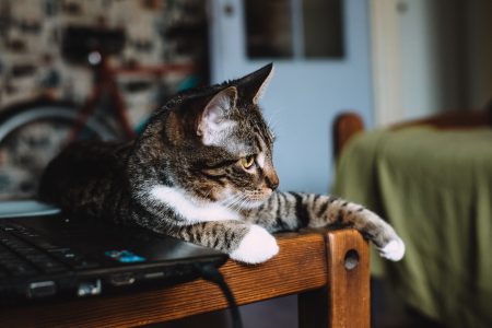 Cat sitting on a desk 2 - free stock photo