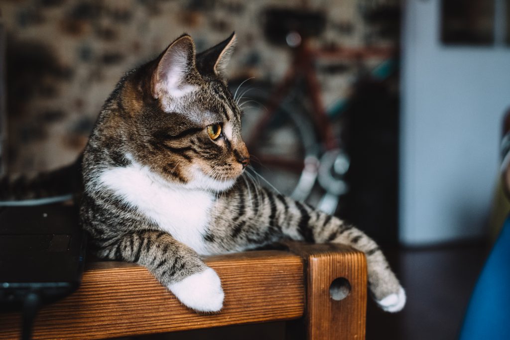 Cat sitting on a desk 3 - free stock photo