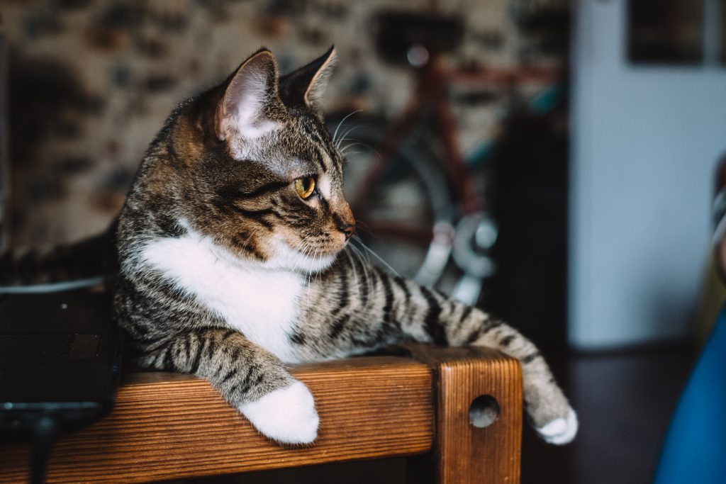  (image: https://freestocks.org/fs/wp-content/uploads/2018/04/cat_sitting_on_a_desk_3-1024x683.jpg) 