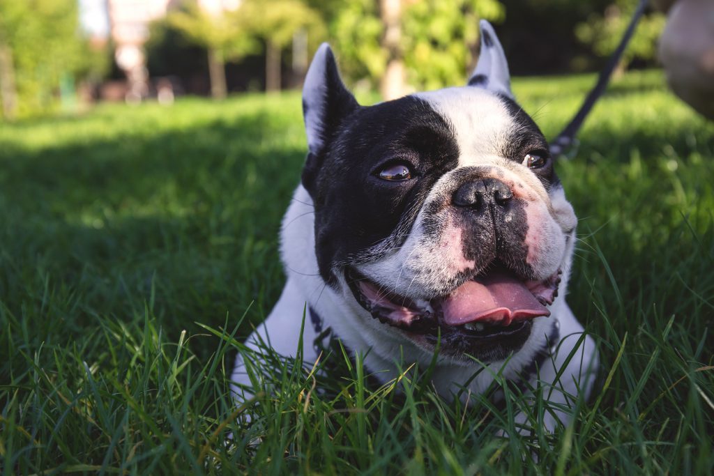 Dog lying on the grass - free stock photo