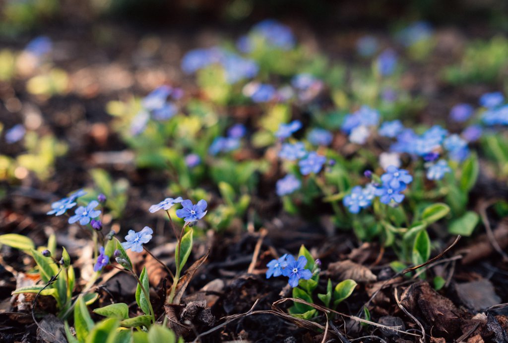 Forget me nots 2 - free stock photo