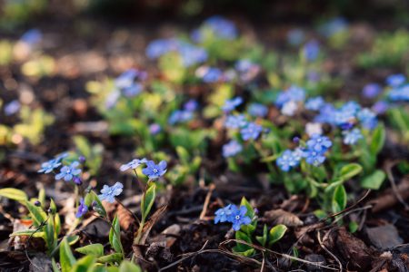 Forget me nots 2 - free stock photo