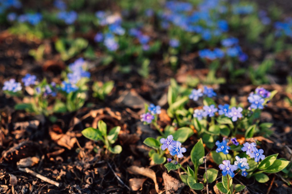 Forget me nots 3 - free stock photo