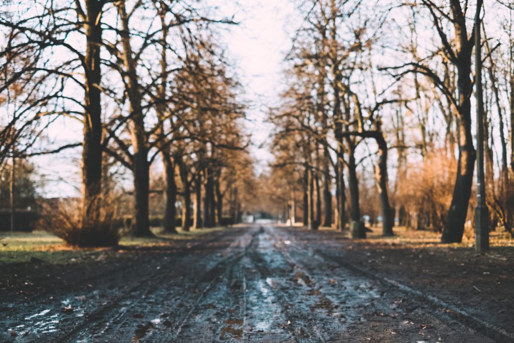 Muddy park alley - free stock photo