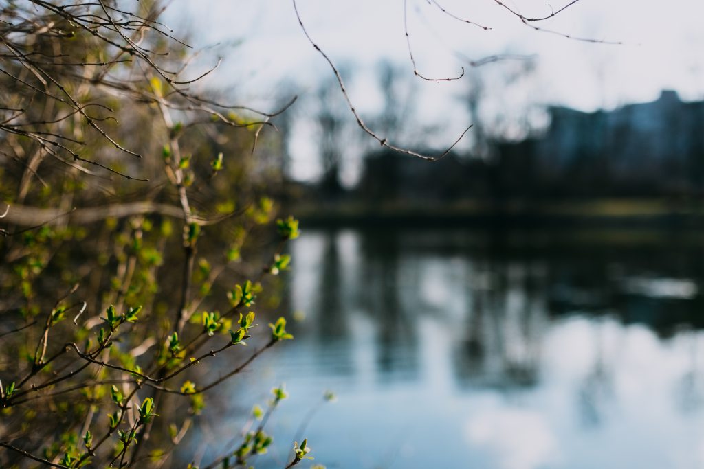 Spring bush at the lake - free stock photo