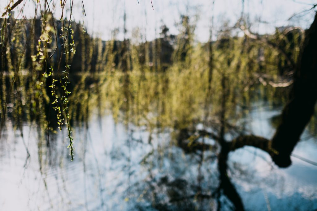 Spring willow at the lake - free stock photo