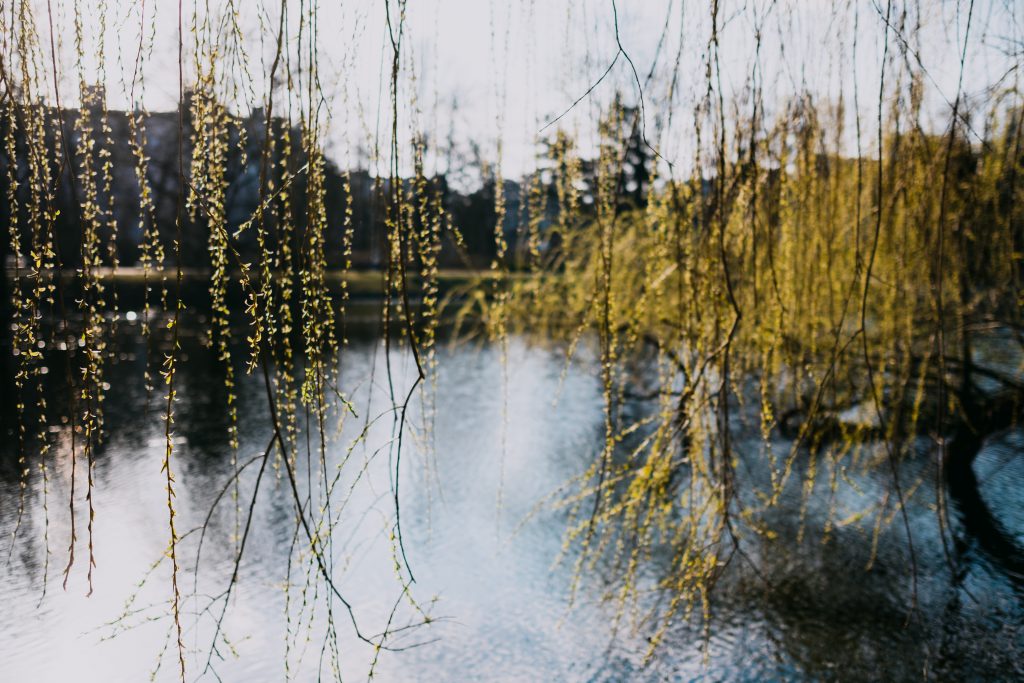 Spring willow by the lake - free stock photo