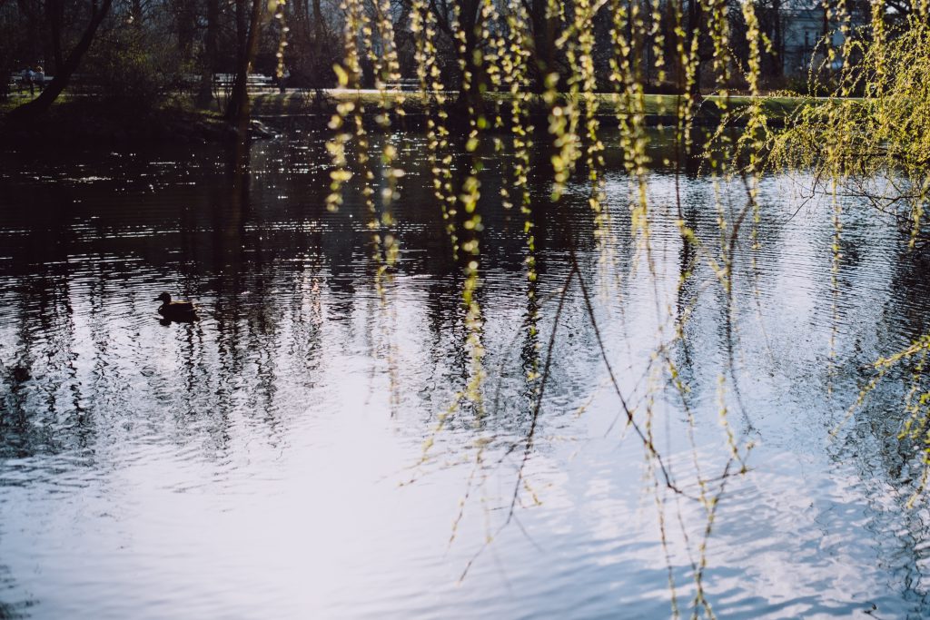 Spring willow twigs by the lake - free stock photo