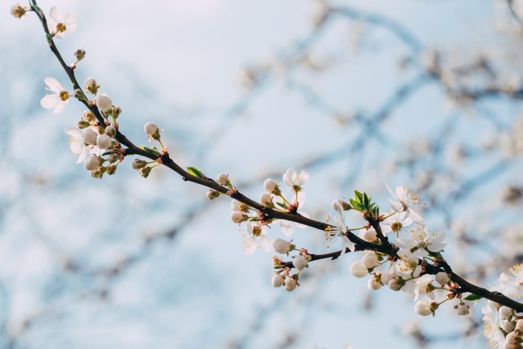 White tree blossom - free stock photo