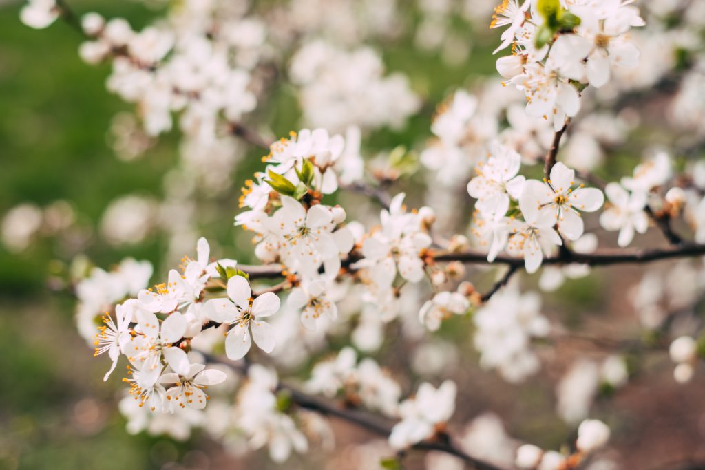 white_tree_blossom_2-1024x683.jpg