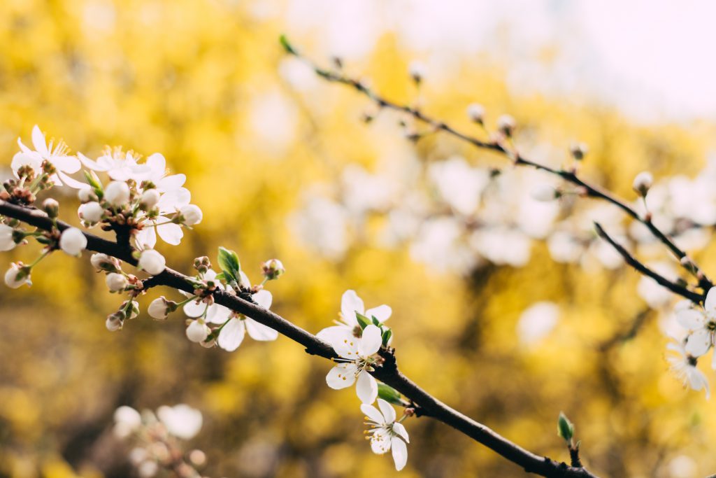 White tree blossom 3 - free stock photo