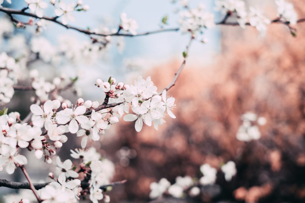 White tree blossom 4 - free stock photo