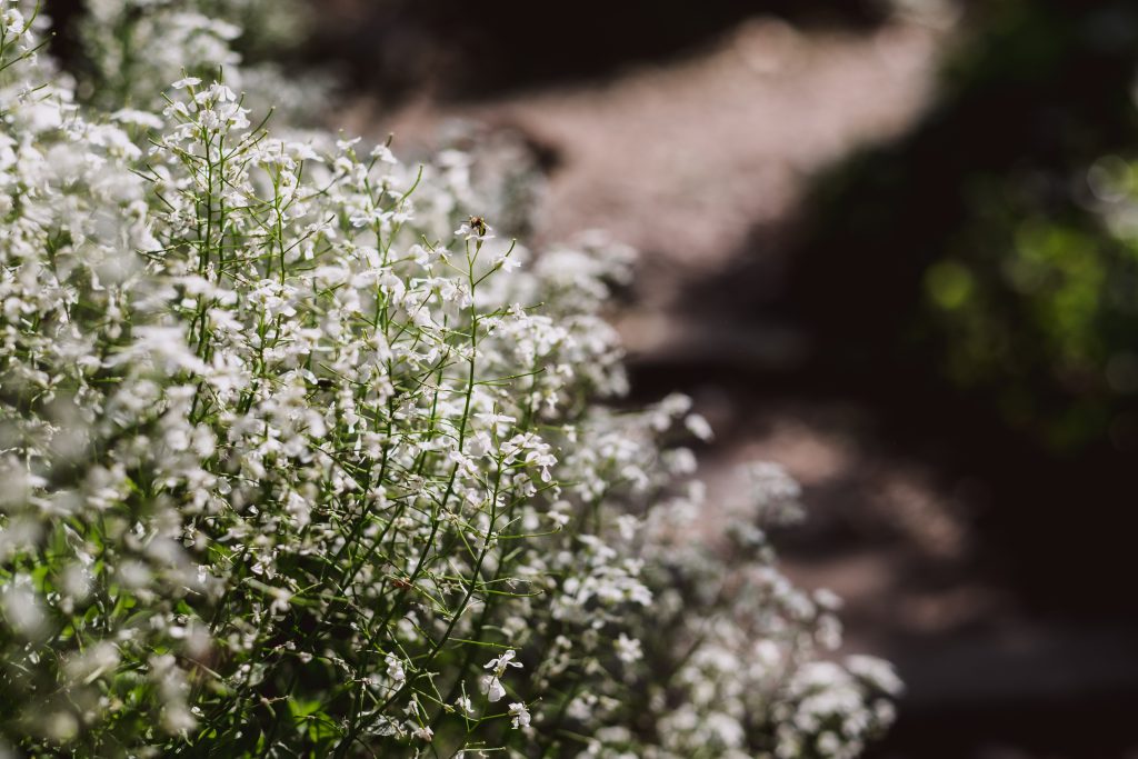 Baby’s breath flowers - free stock photo