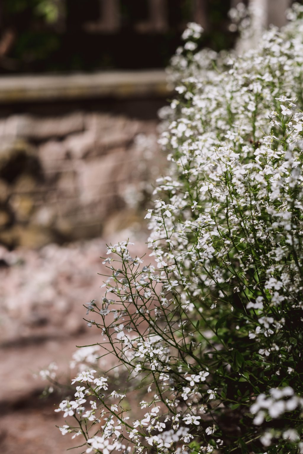 Baby’s breath flowers 2 - free stock photo