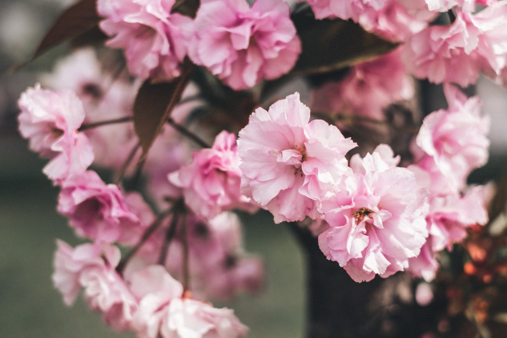 Cherry blossom - free stock photo