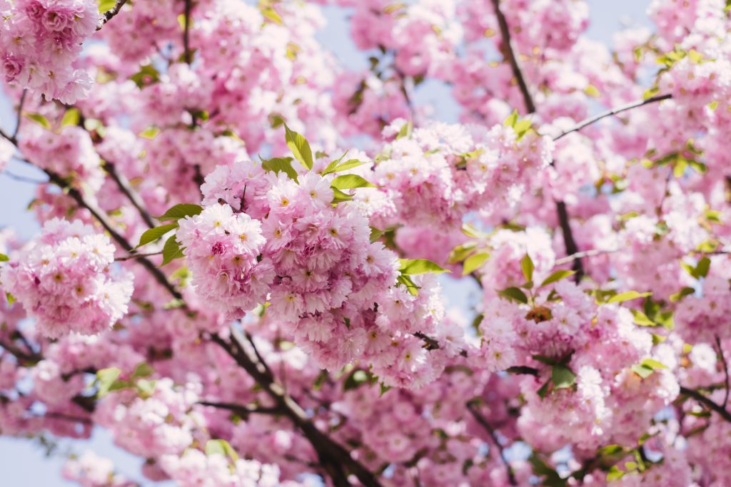 Cherry blossom tree - free stock photo