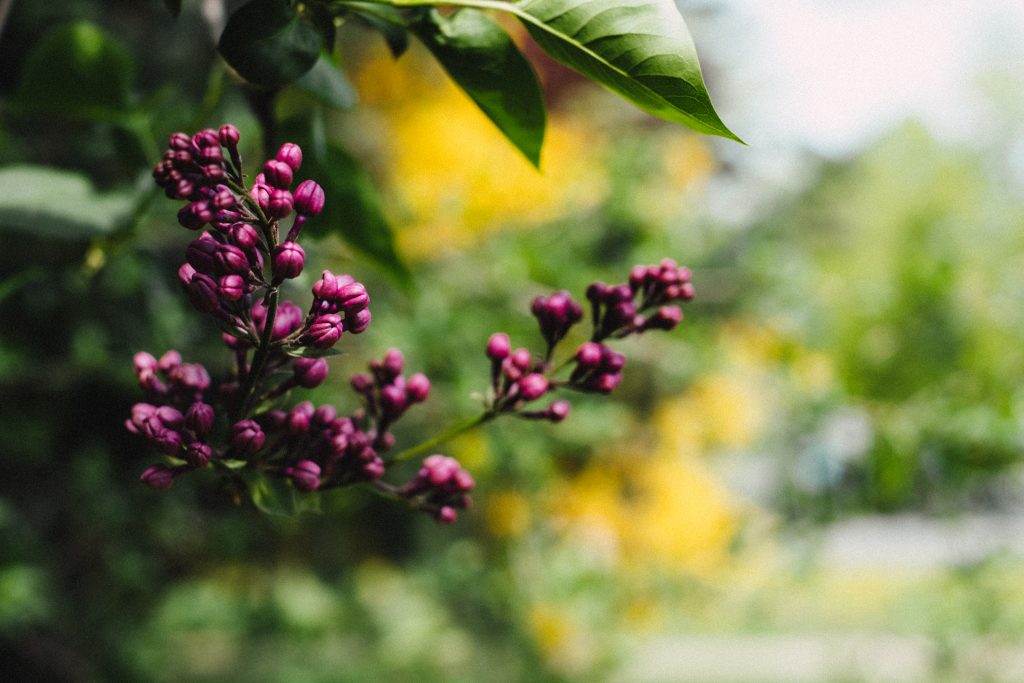 Closed lilac flowers - free stock photo