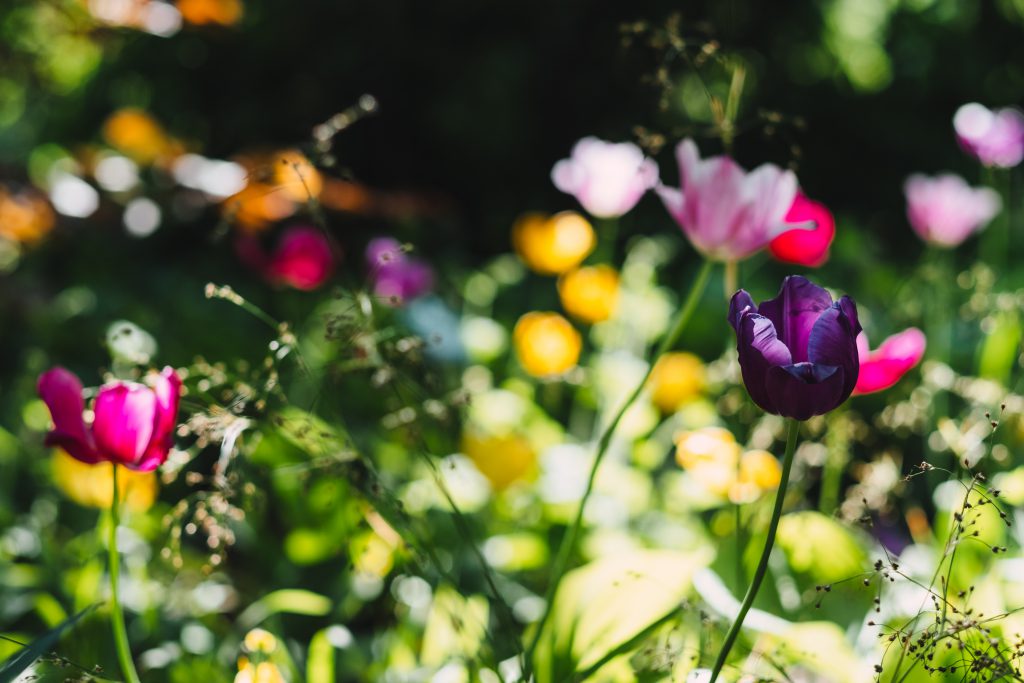 Colorful tulips 2 - free stock photo