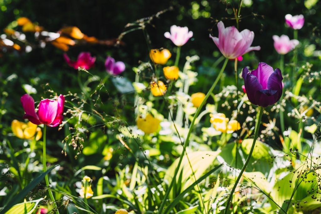 Colorful tulips 3 - free stock photo
