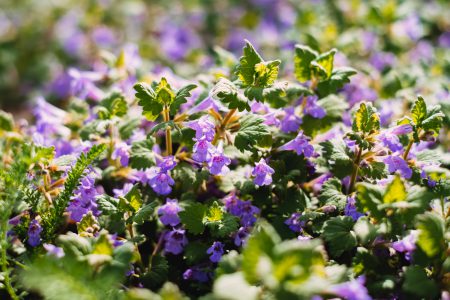 Common bugloss flowers - free stock photo