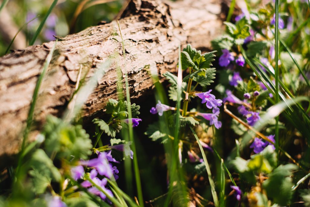 Common bugloss flowers 2 - free stock photo