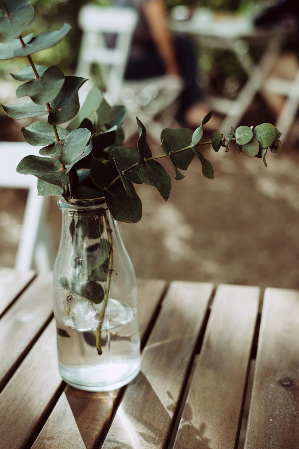 Eucalyptus twigs in a bottle - free stock photo