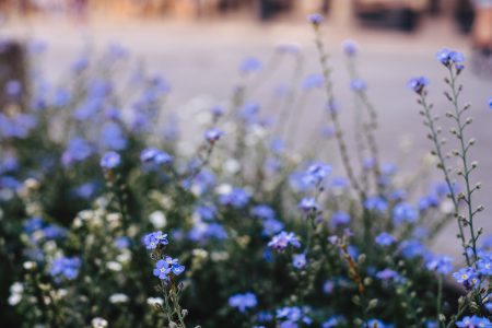 Forget-me-nots 4 - free stock photo