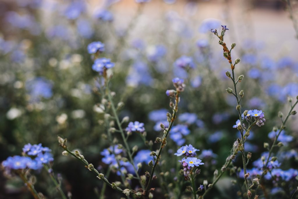 Forget-me-nots 5 - free stock photo