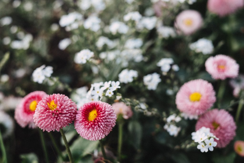 Pink daisies - free stock photo