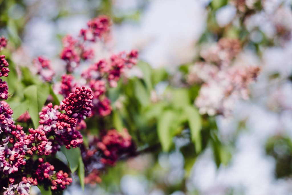 Pink lilac flowers 2 - free stock photo