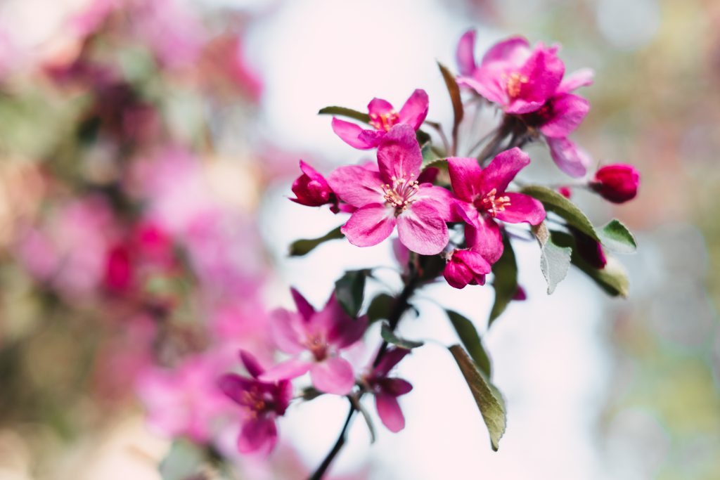 Pink tree blossom - free stock photo