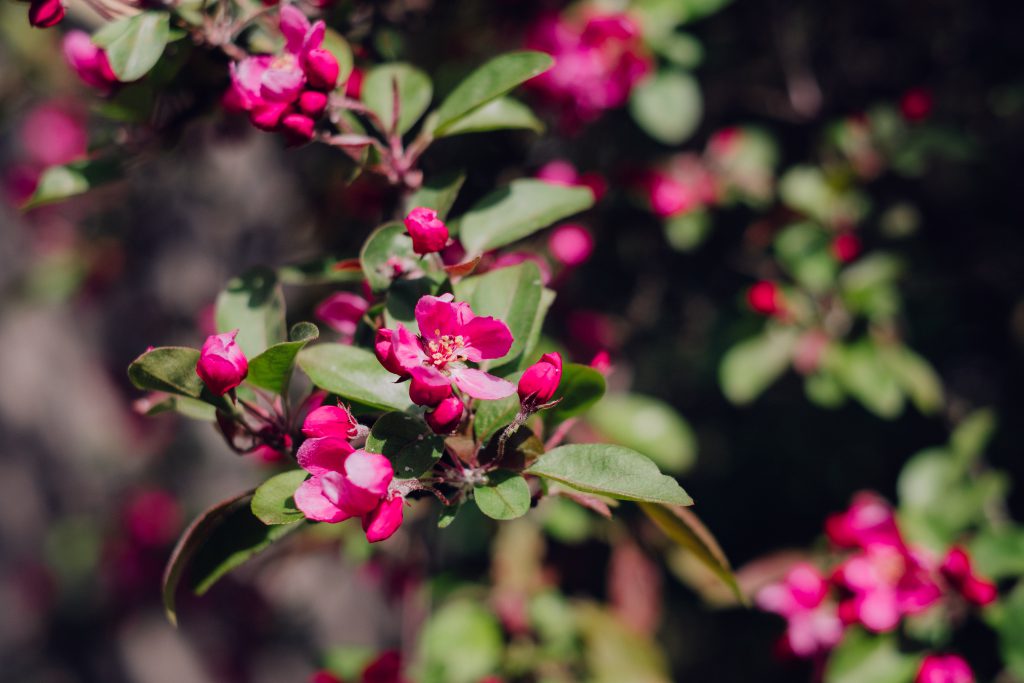 Pink tree blossom 2 - free stock photo