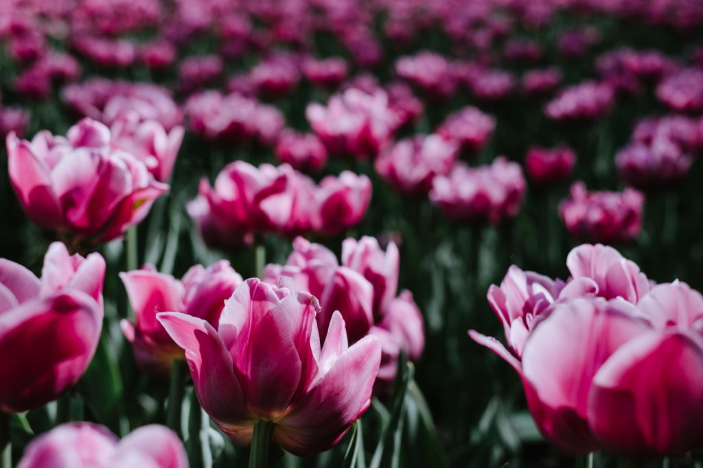 Pink tulips 2 - free stock photo